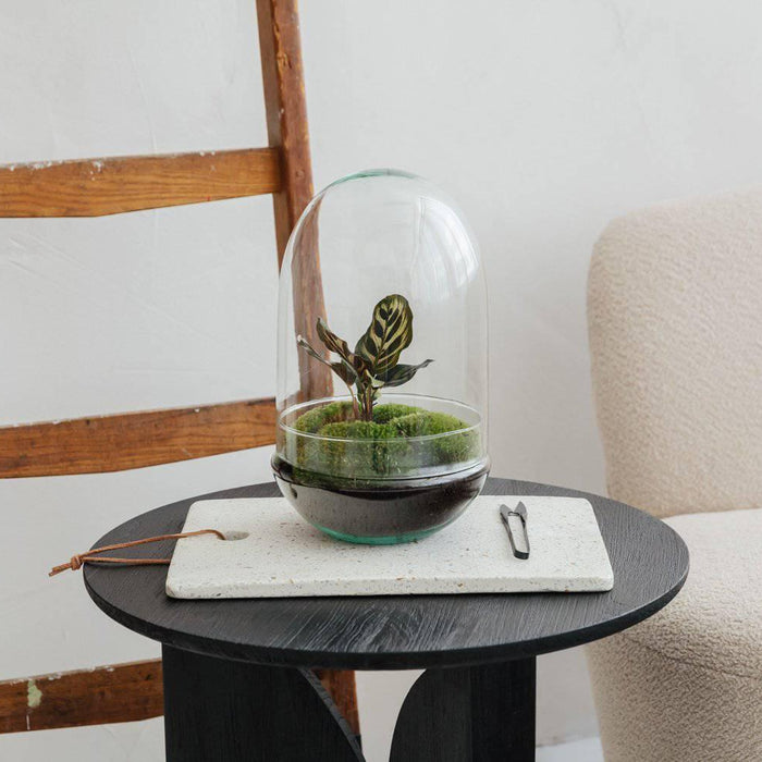 Egg - Calathea - ↑30cm | ø18cm