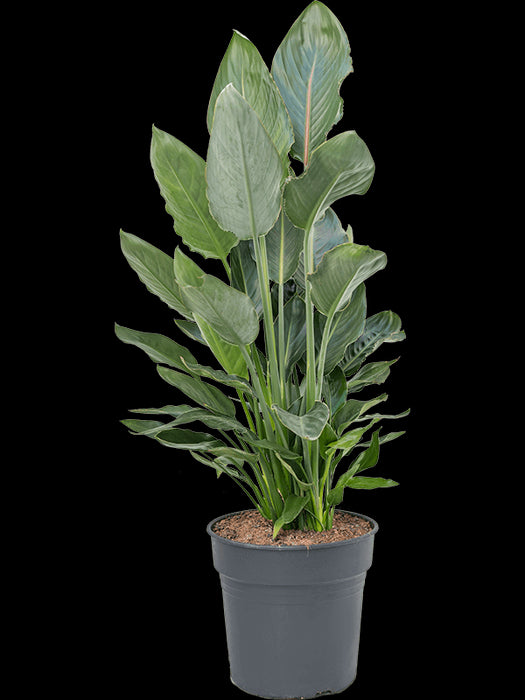 b5ed39b6-5e05-4bd4-ade1-014758a2bcb8-afbeelding3.jpg (4262135) 