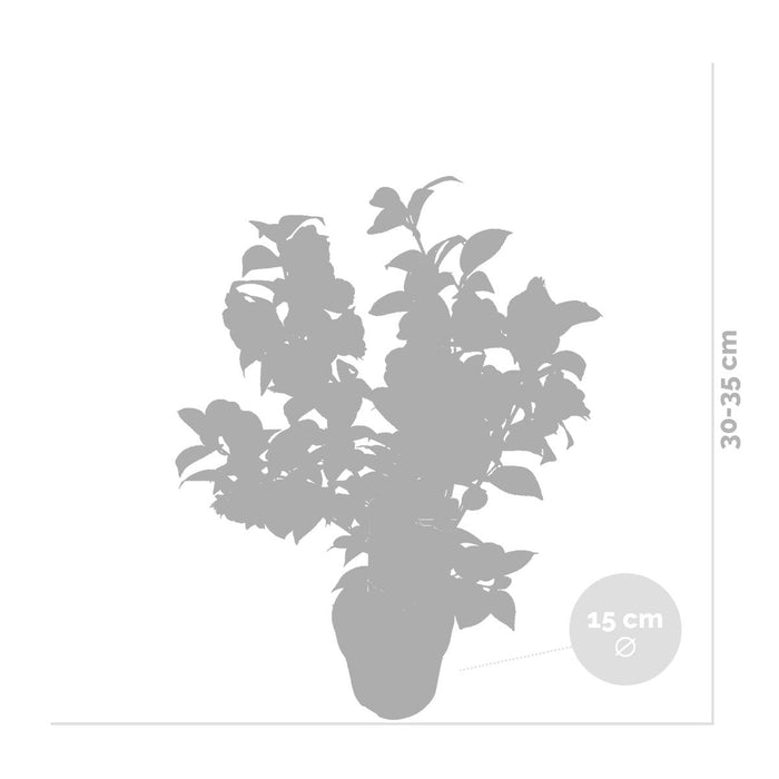 Bloomique - Camellia – Japanse roos - ⌀15 cm - ↕30-35 cm