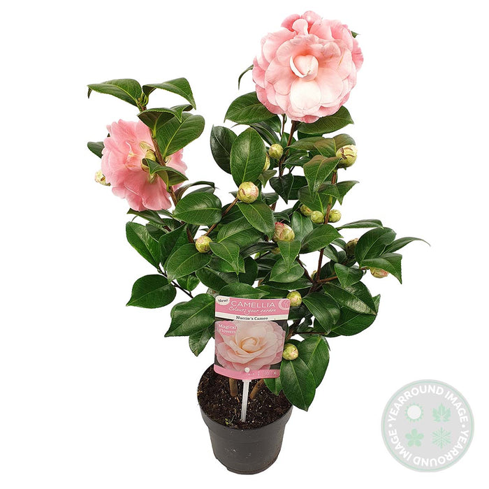 Bloomique - Camellia – Japanse roos - ⌀15 cm - ↕30-35 cm