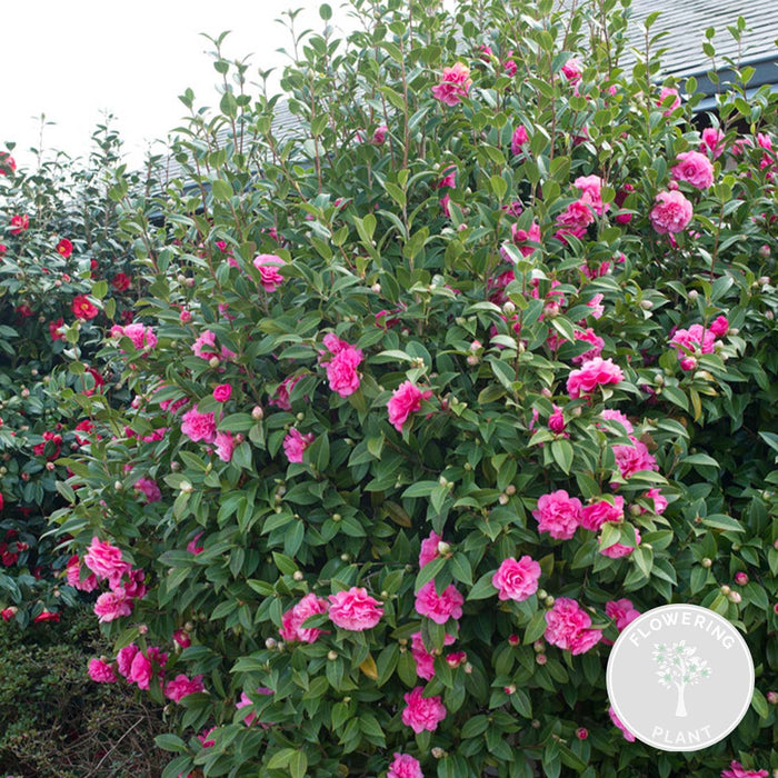 Bloomique - Camellia – Japanse roos - ⌀15 cm - ↕30-35 cm