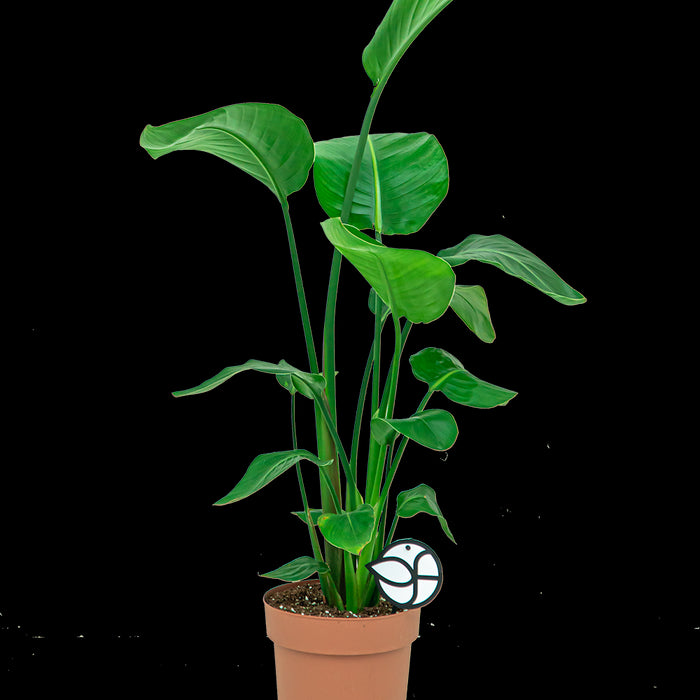 e0a67613-f2ab-416a-bf7c-86174c656ec2-sfeerbeeld.jpg (4531325) 