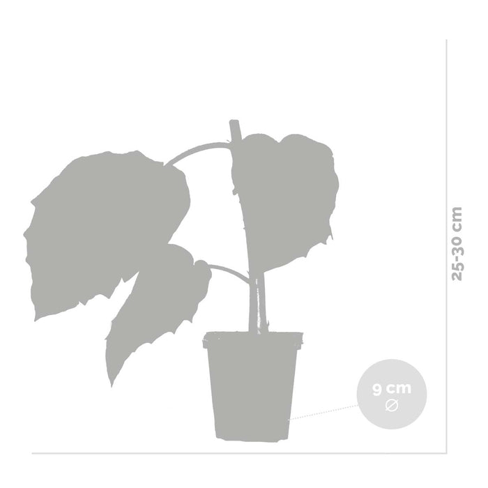 Bloomique - 3x Brugmansia Mix – Engelentrompet – ⌀9 cm - ↕25-30 cm