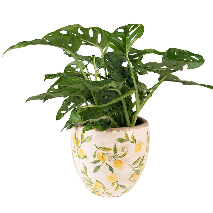 b9ecef21-4b03-4f17-af4b-1dbe67ec6f38-afbeelding10.jpg (4655869) 