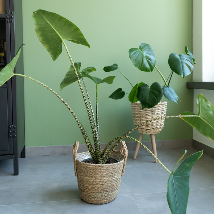 6a2e2ca8-9a71-4eec-b9e1-20dc9f6ab2ef-afbeelding6.jpg (4675014) 