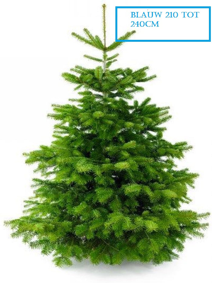 Plant&More - Nordmann Kerstboom - Zonder Kluit