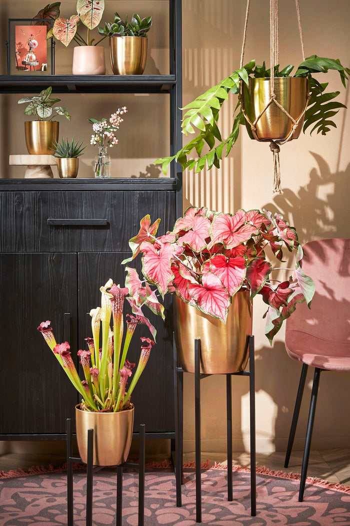 9e21cfc2-a13b-4980-a1a4-8e599c6829dc-afbeelding8.jpg (4750161) 