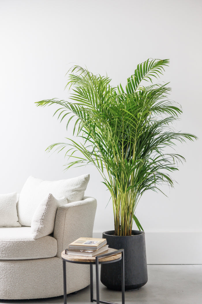 ae8da6ab-0018-412f-99a0-db8f05f3c13b-afbeelding6.jpg (4764101) 