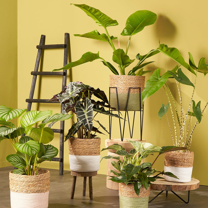 ca74c080-e10e-4805-bdba-bd521814033e-afbeelding9.jpg (4837386) 