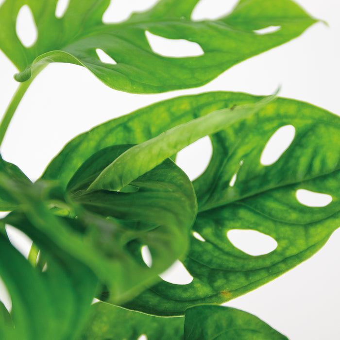 185281c5-93b3-4d5c-bd2b-36dd96dbd792-afbeelding3.jpg (4840854) 