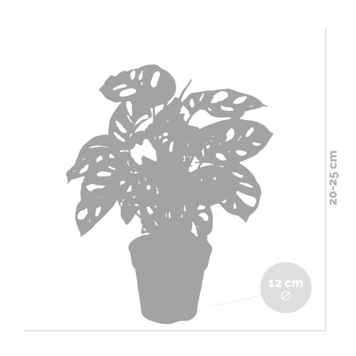 185281c5-93b3-4d5c-bd2b-36dd96dbd792-afbeelding5.jpg (4840856) 