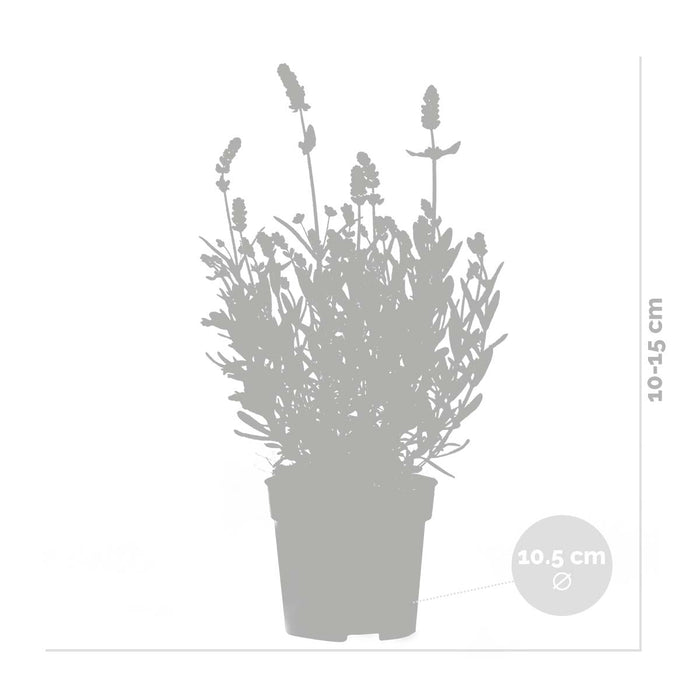 Bloomique - 3x Lavandula 'Ardèche Blue' – ⌀10,5 cm - ↕10-15 cm