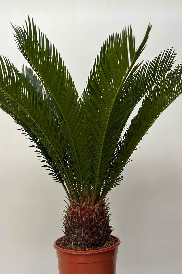 Fleurdirect Cycas M