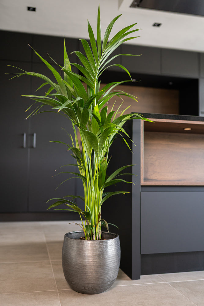 67dcaba5-811c-4561-aa7d-6eccc6c8eaf0-afbeelding4.jpg (5026975) 