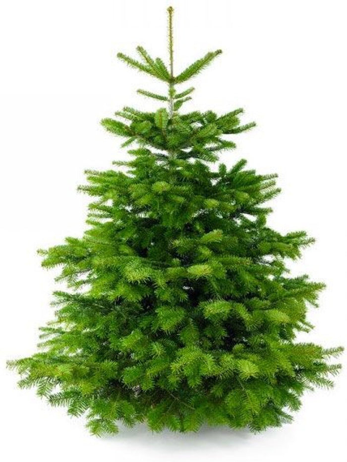 Plant&More - Nordmann Kerstboom 210-240 cm - Zonder Kluit