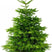 Plant&More - Nordmann Kerstboom 270-300 cm - Zonder Kluit