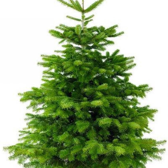 Plant&More - Nordmann Kerstboom 240-270 cm - Zonder Kluit