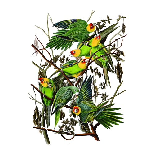 Reliving Carolina Papegaai Prent