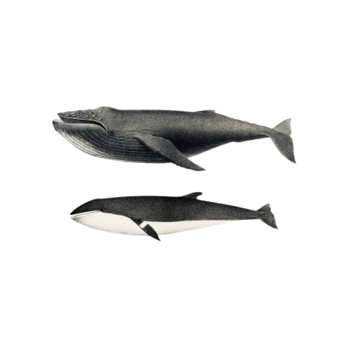 Reliving Bultrug En Orca Prent