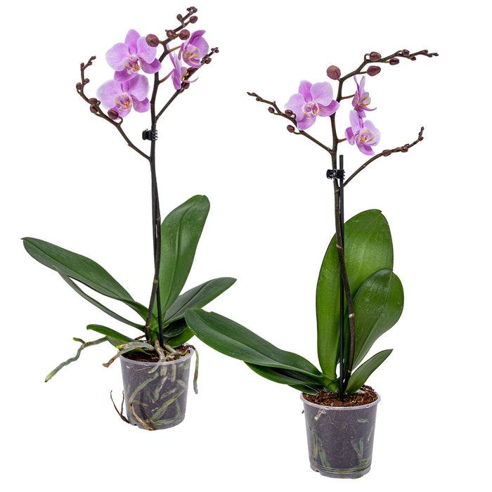 Bloomique - Orchidee - Phalaenopsis Roze  2x - Pot 9 cm - Hoogte 40 cm