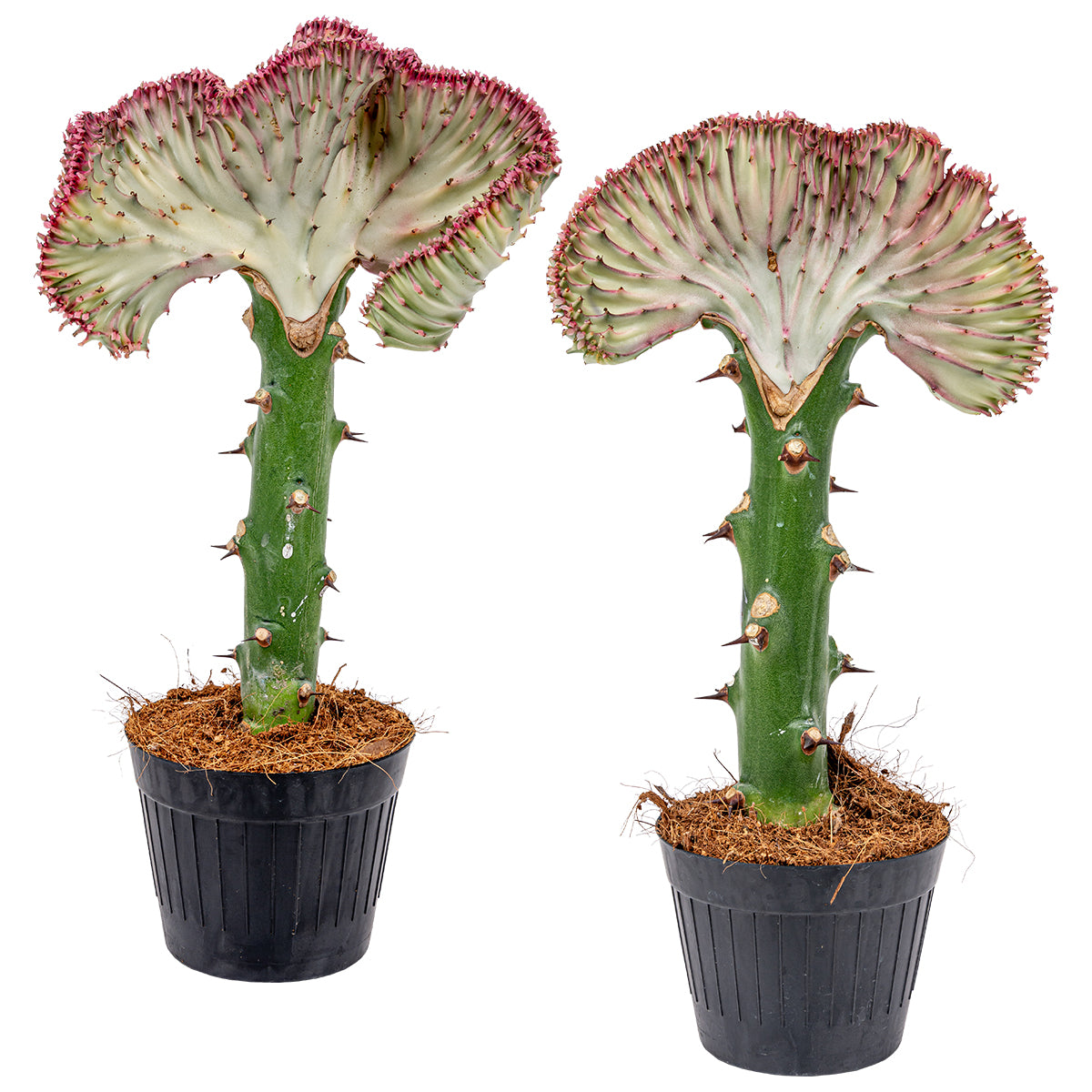 Bloomique - 2x Euphorbia Lactea 'Cristata' - ⌀11 cm - ↕30 cm