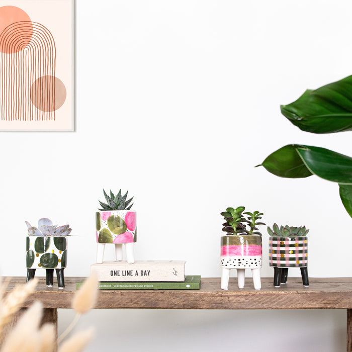 Bloomique - 4x Succulenten Mix Pot – Succulenten – ⌀6 cm - ↕10-15 cm