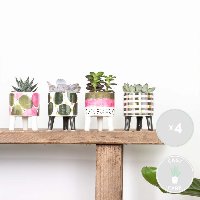Bloomique - 4x Succulenten Mix Pot – Succulenten – ⌀6 cm - ↕10-15 cm