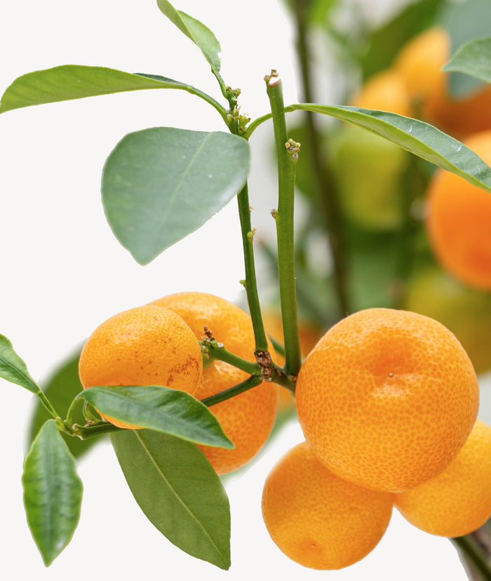 Fleurdirect Sinaasappelboom op rek M