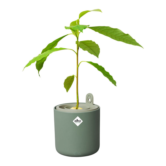 elho Amazing Avocado Pot Ø 12 cm - Groen