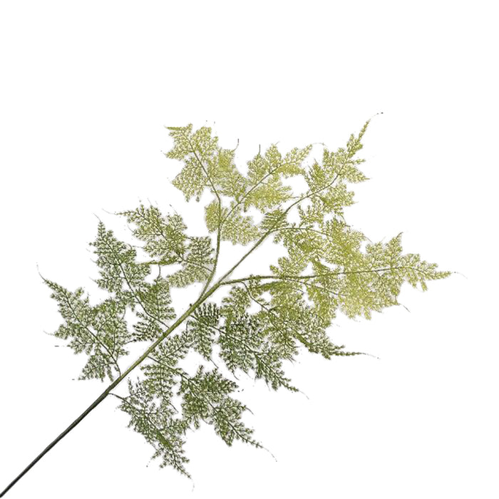 Silk-ka Zijden Bloem-Kunstbloem Bladtak Varen Groen Lengte 110 cm