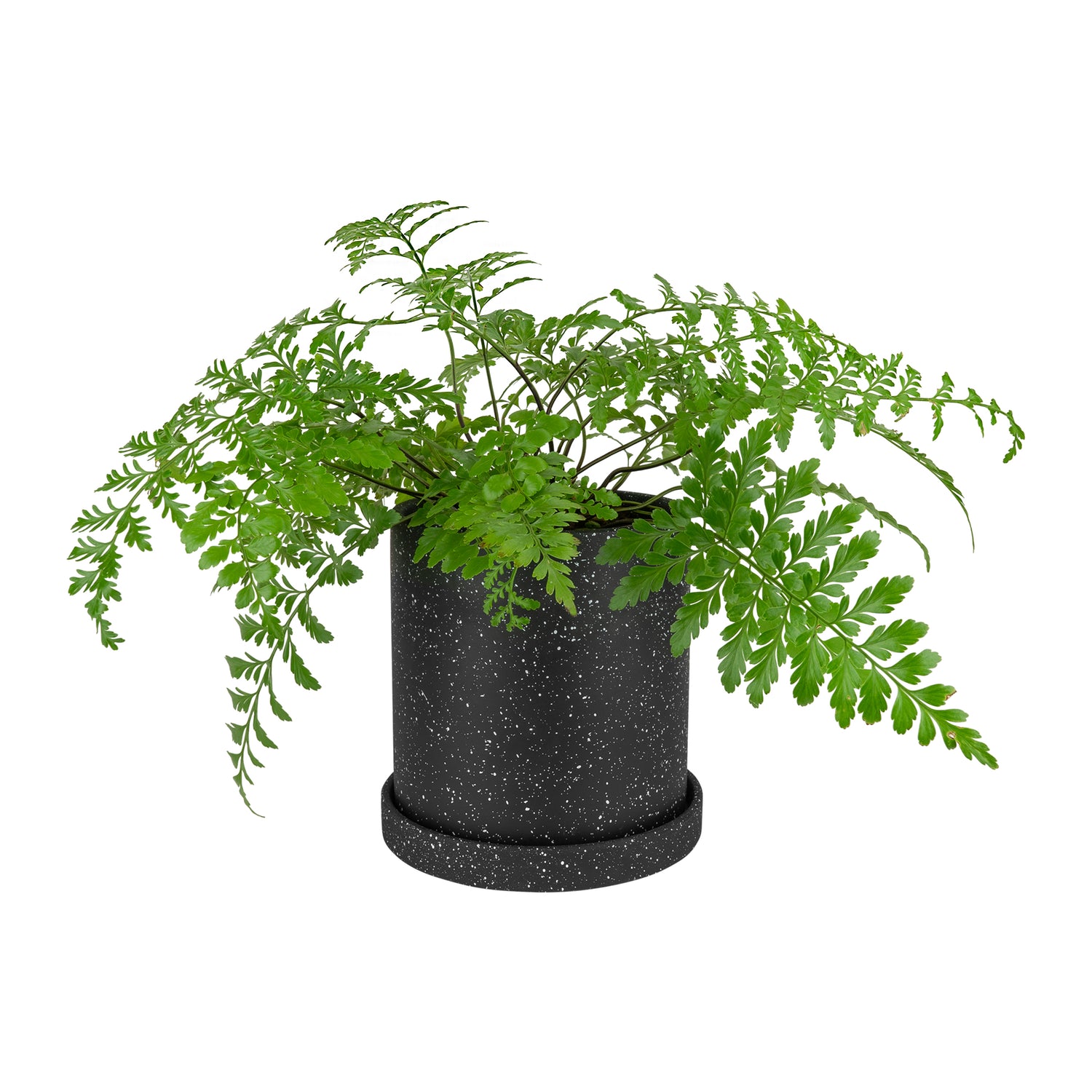 0ba73d2f-6ae1-41ed-9418-8ee05d642583-vrijstaandbeeld.jpg (5804366) 