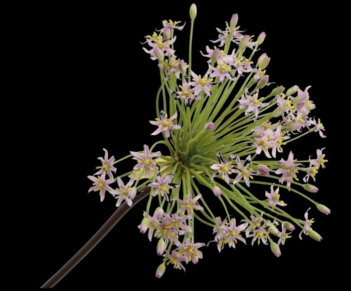 ef8ca4cc-ed6f-4413-88a6-06f168a2777c-vrijstaandbeeld.jpg (5813793) 