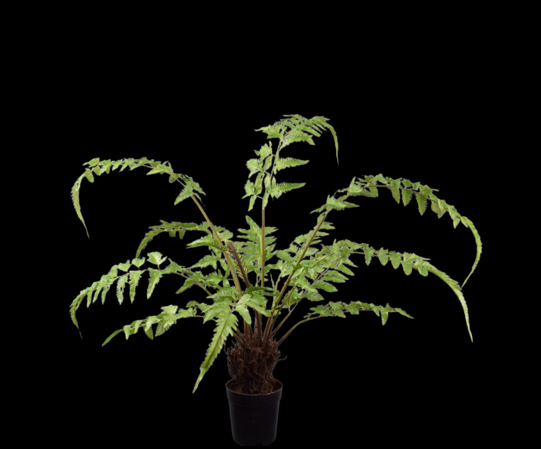 a449ee1e-3a54-49f9-9e6e-5dc5e0ac7023-vrijstaandbeeld.jpg (5823078) 