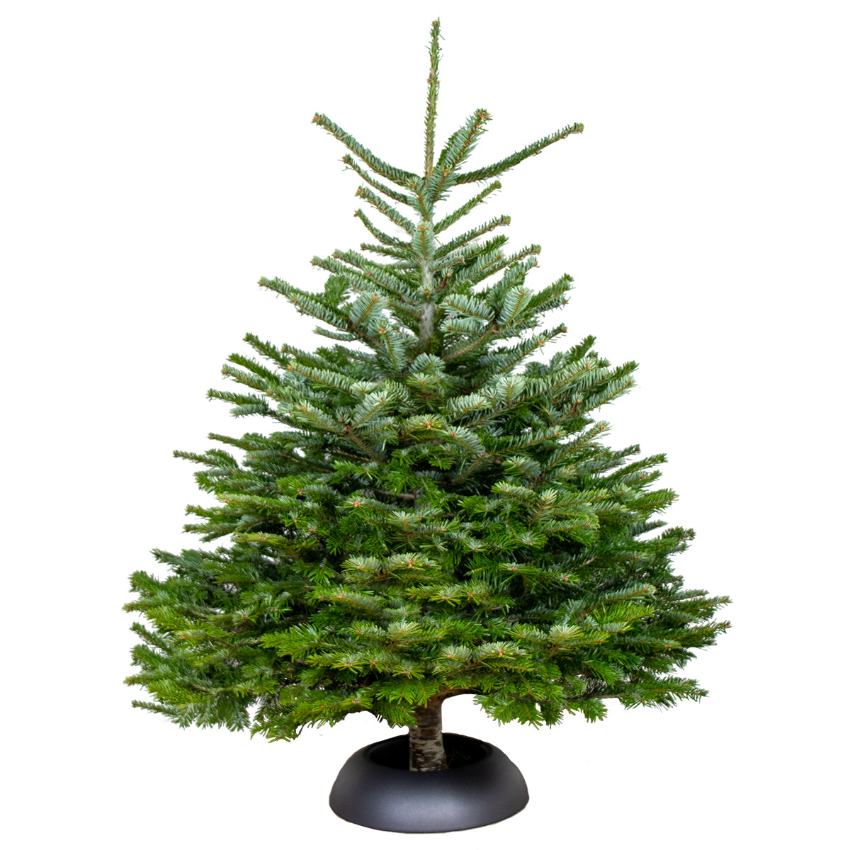 Bloomique - Echte Nordmann Kerstboom -Gezaagd Zonder Kluit - 140-150