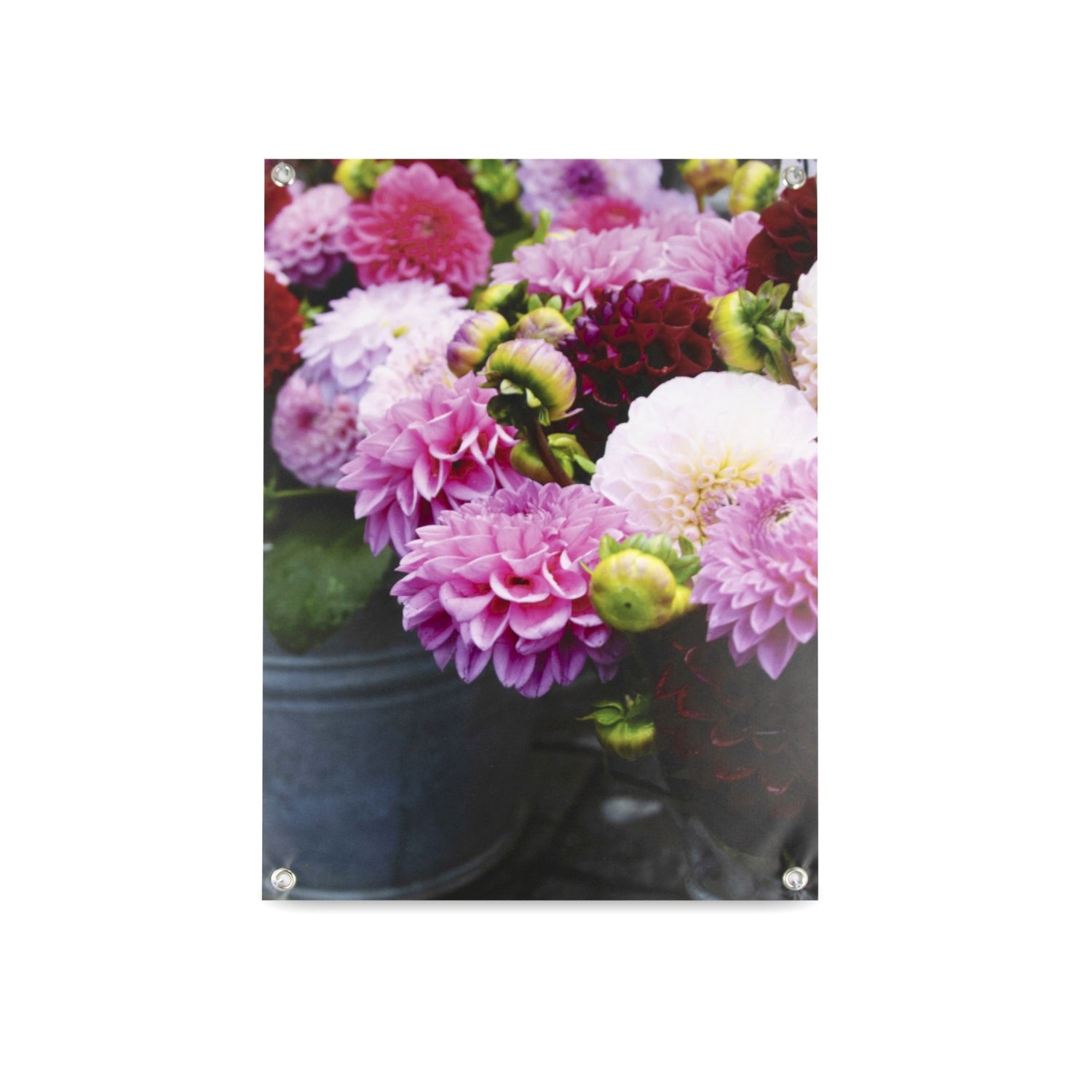 Art for the Home | Tuinposter - Dahlia's - 70x50 cm