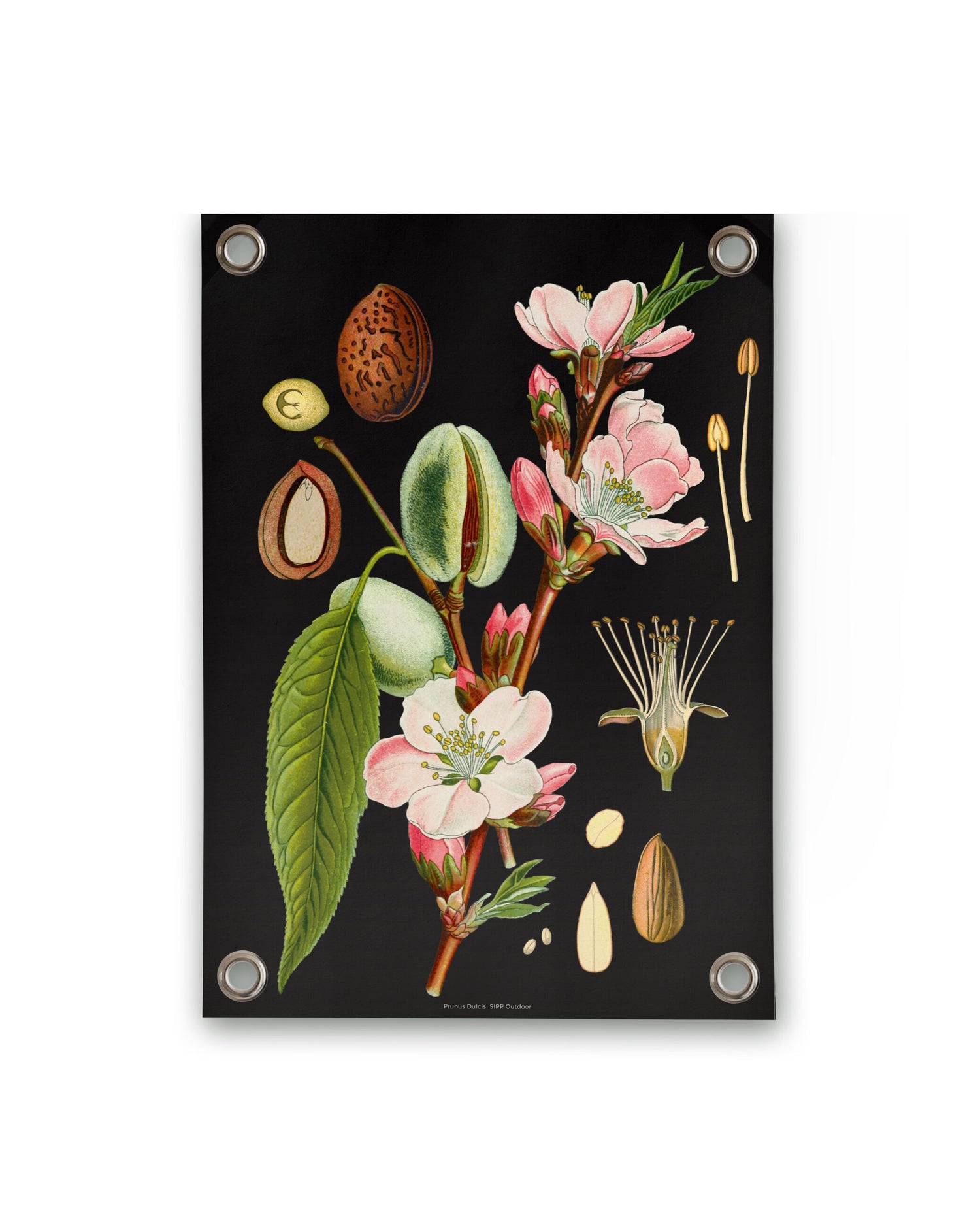 Villa Madelief Tuinposter botanisch amandel (70x100cm)