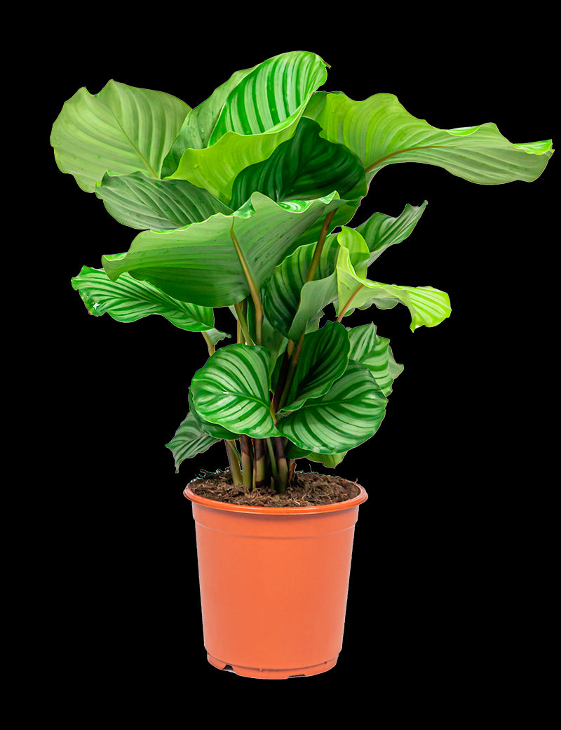 4267ff3f-c008-4c51-8fe7-70334aae0773-vrijstaandbeeld.jpg (6687509) 