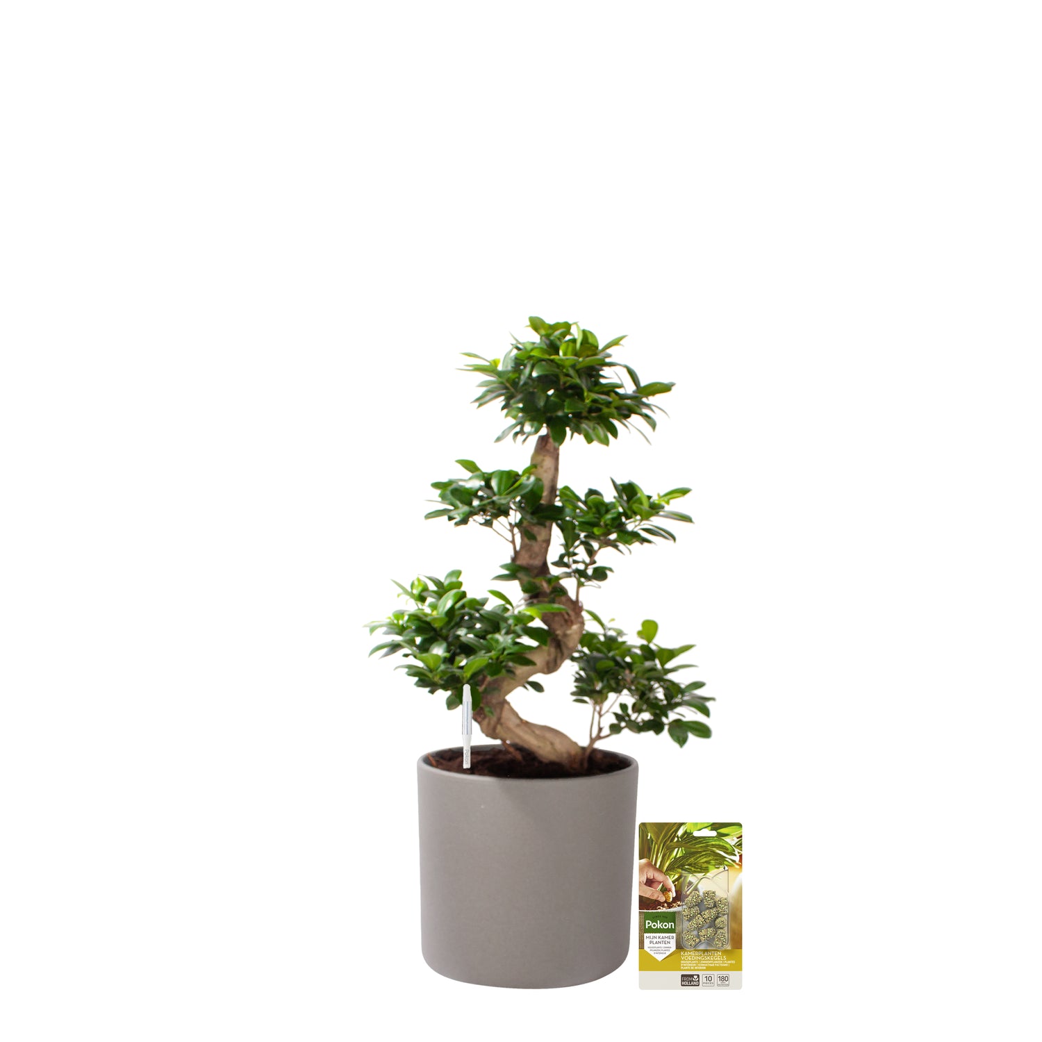 Pokon Ficus Bonsai incl. watermeter en voeding in Pot Grijs ↕70 cm