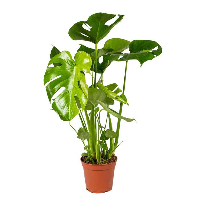 Bloomique - Monstera Deliciosa - Gatenplant - ⌀17 cm - ↕50-60 cm