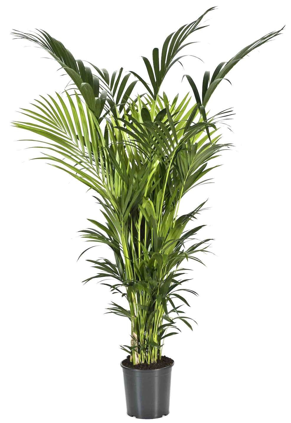 Fleur.nl | Kentia Howea XXL | Kentia palm