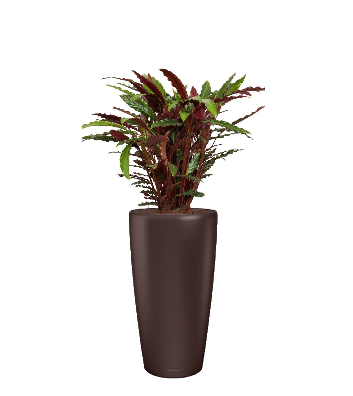 Fleur.nl  Calathea Rufibarba in watergevende Rondo bruin