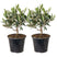 Bloomique - 2x Olea europaea - Olijfboom - ⌀14 cm - ↕20-30 cm