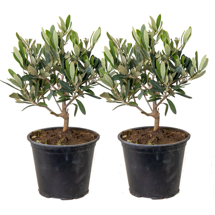 Bloomique - 2x Olea europaea - Olijfboom - ⌀14 cm - ↕20-30 cm