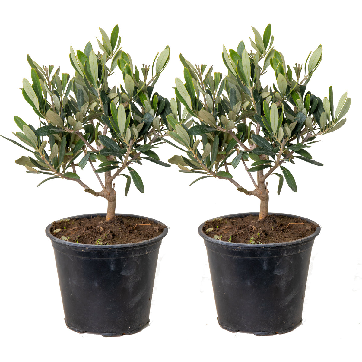 Bloomique - 2x Olea europaea - Olijfboom - ⌀14 cm - ↕20-30 cm