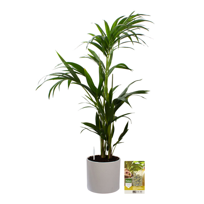Pokon Kentia Palm incl. watermeter en voeding in Pot Wit ↕110 cm