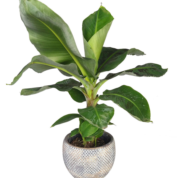 Plantenwinkel Bananenplant Musa dwarf cavendish XS kamerplant in fay