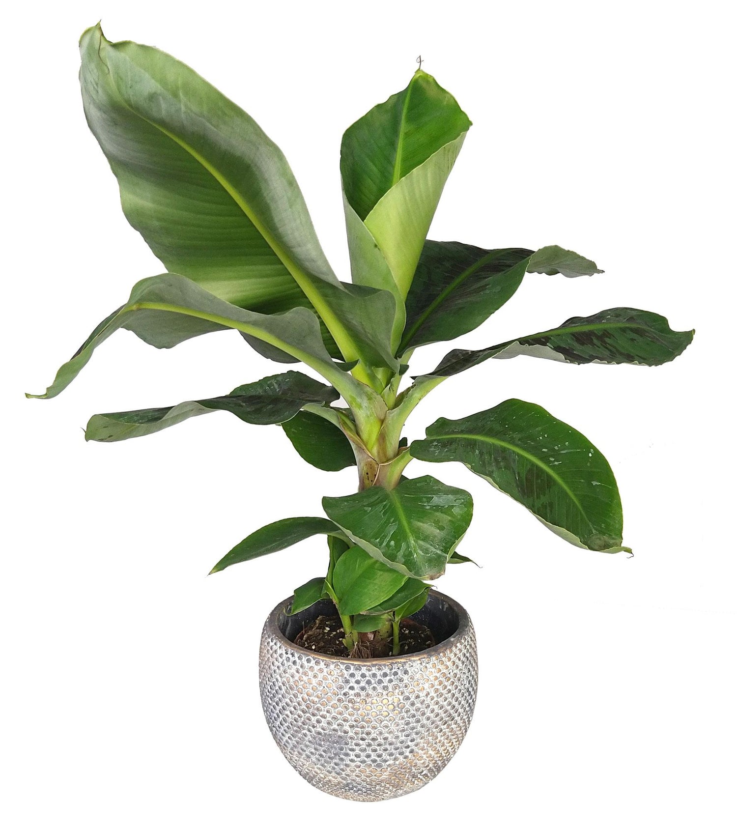 Plantenwinkel Bananenplant Musa dwarf cavendish XS kamerplant in fay