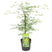 Bloomique - Acer  'Emerald Lace' – Japanse Esdoorn – ⌀19 - ↕60-70