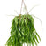 Plantenwinkel Rhipsalis ramulosa red coral M hangplant