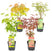 Bloomique - 4x Acer Mix - Japanse Esdoorn - ⌀10.5 cm - ↕25-30 cm